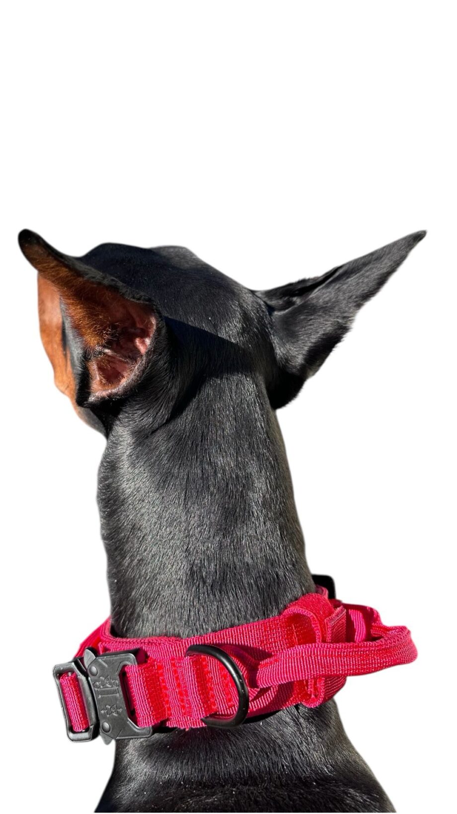 K9W Dog Training Collar