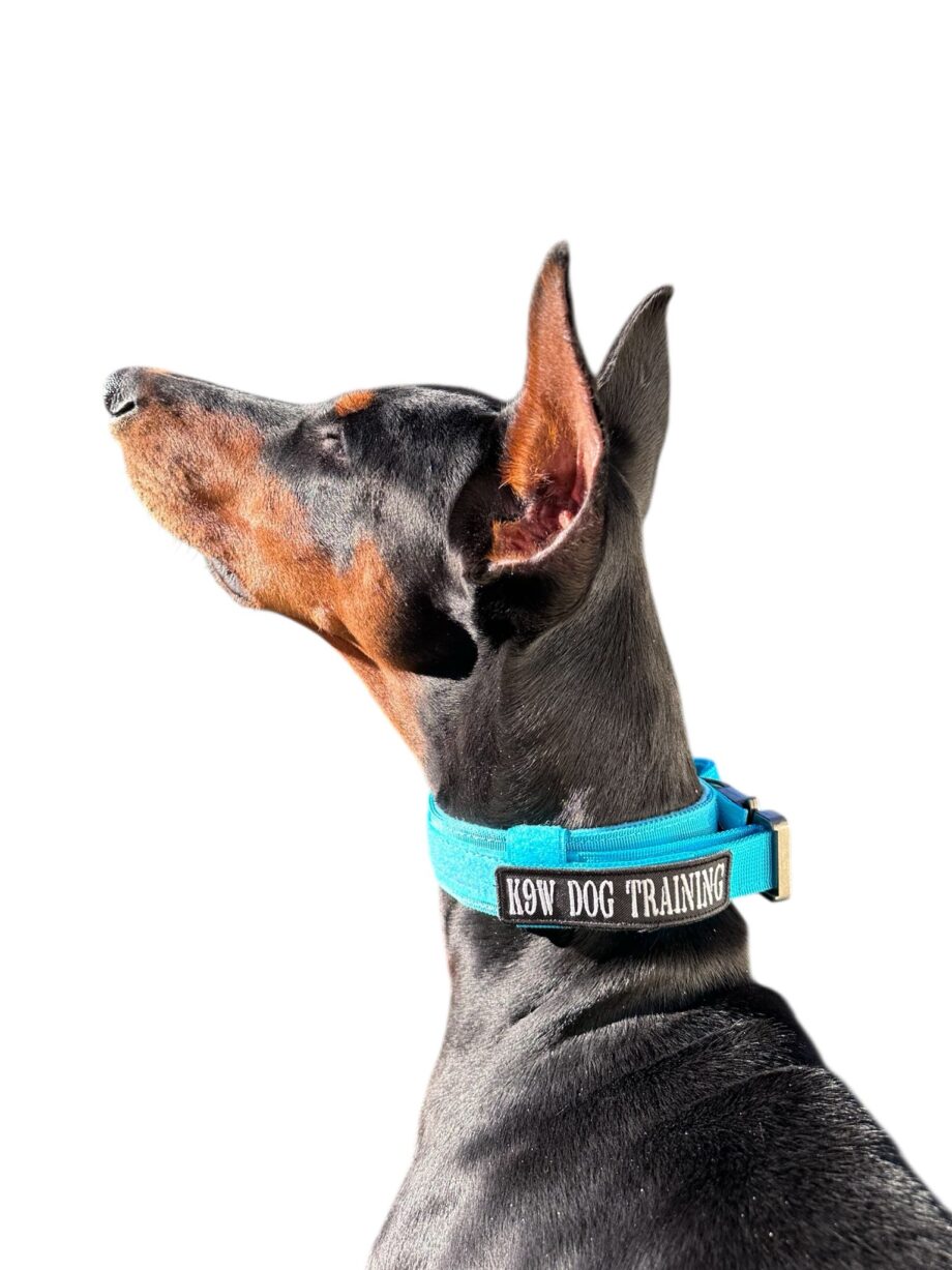K9W Dog Training Collar